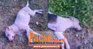 San Pietro Infine – Cani avvelenati, carcasse “eliminate” dagli spazzini