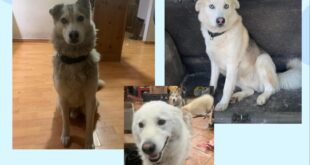 Raviscanina – Il mistero dei cani scomparsi, l’allarme  e la speranza