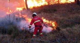 Roccamonfina – Brucia rifiuti nei castagneti, imprenditore sotto processo