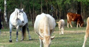 Cow boys fuori legge in azione, depredati diversi allevamenti di bestiame