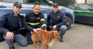 Benevento – Cane disperso in galleria, salvato dalla Polizia